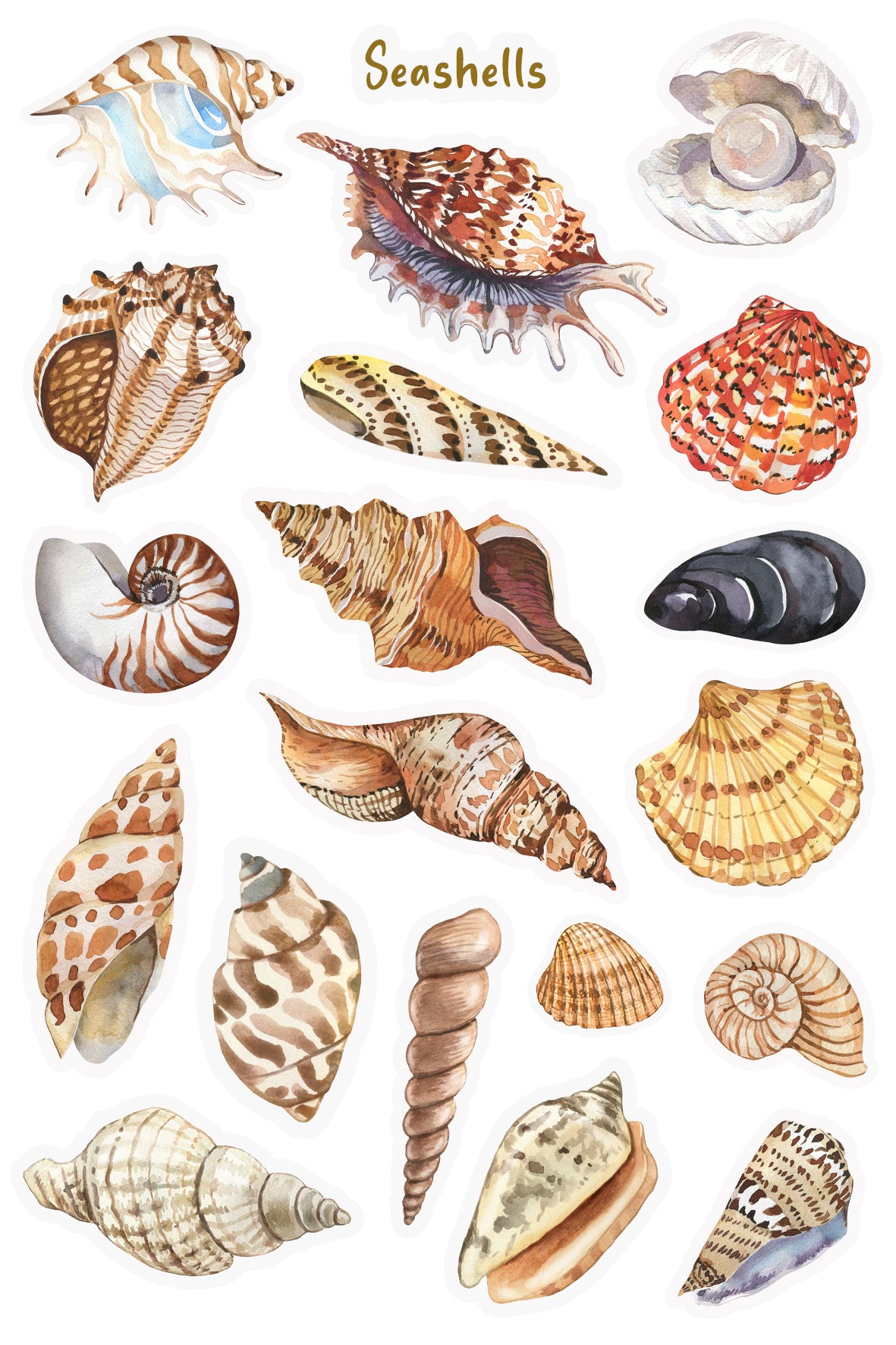 Seashells Sticker Sheet